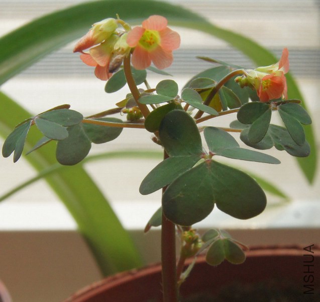 Oxalis stenorrhyncha �߸��� 1.jpg