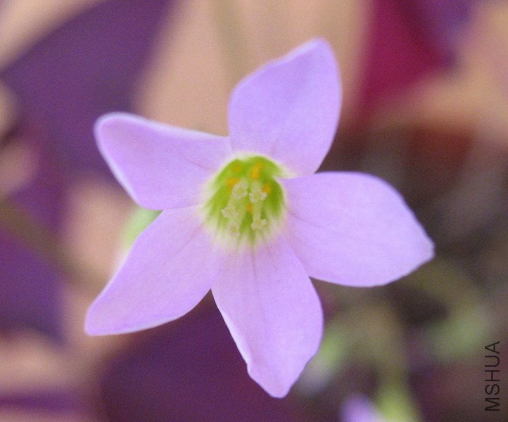 Oxalis triangularis cv. purpurea ��Ҷ������.jpg