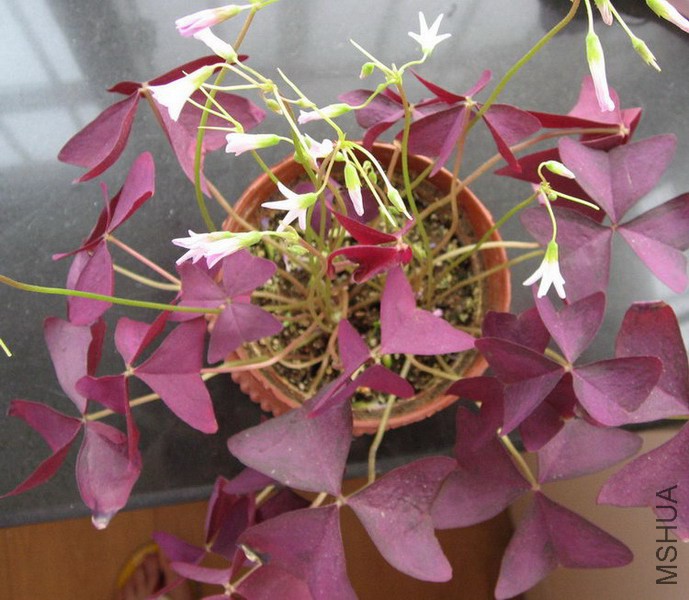 Oxalis triangularis cv. purpurea ��Ҷ������1.jpg