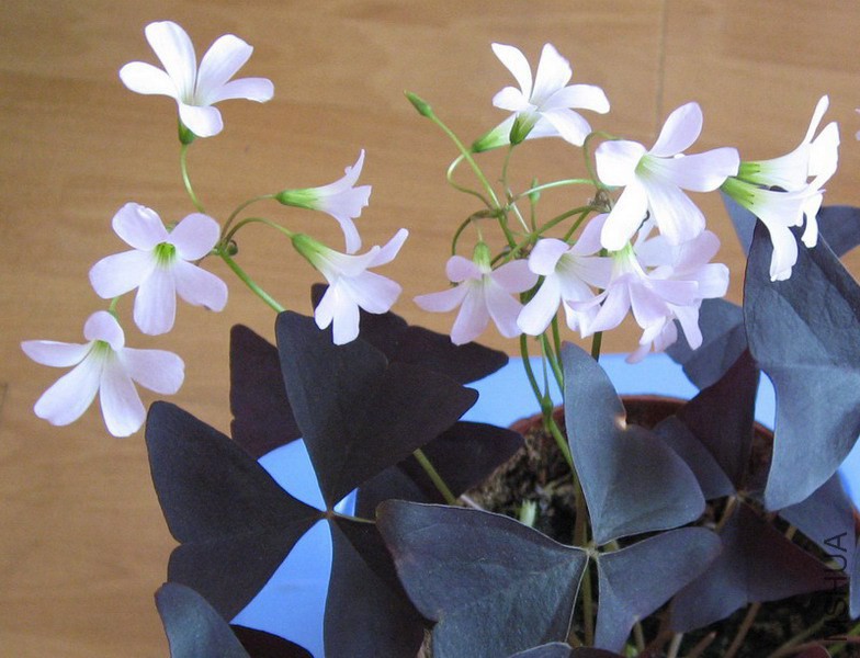 Oxalis triangularis black ��������Ҷ.jpg