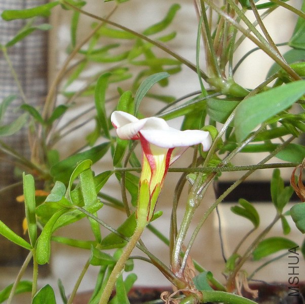 Oxalis versicolor ˫ɫ��.jpg