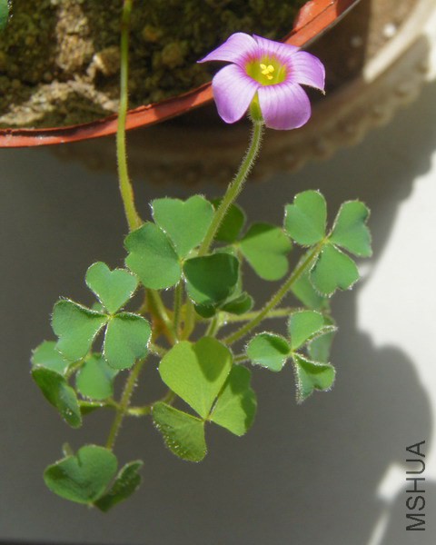 Oxalis zeekoevleyensis ������ 1.jpg