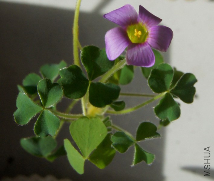 Oxalis zeekoevleyensis ������ 2.jpg