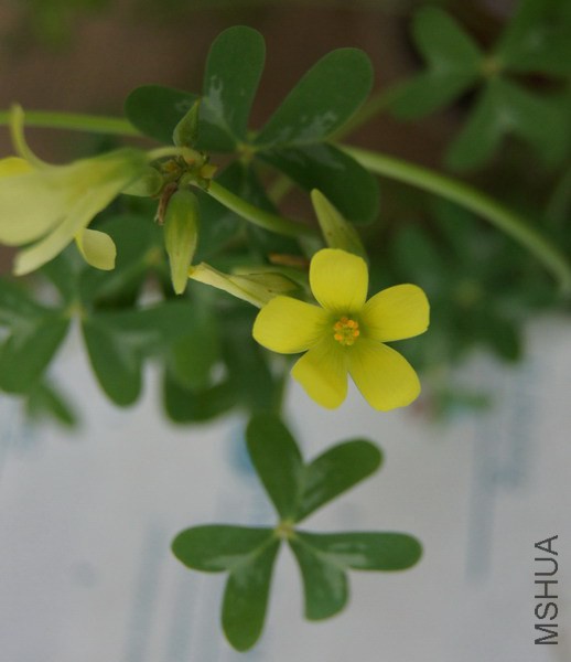 С���� α������ 2.JPG