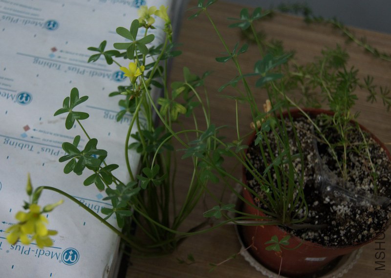 С���� α������ 1.JPG