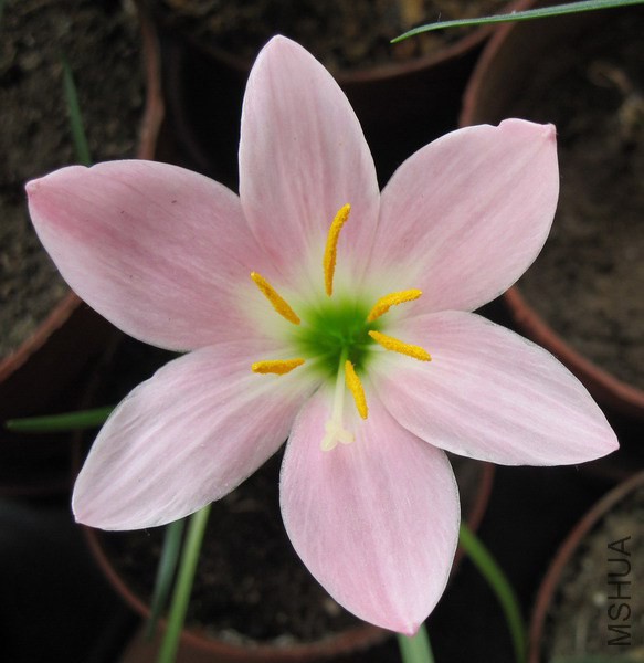 Zephyranthes 'Grandjax'.jpg