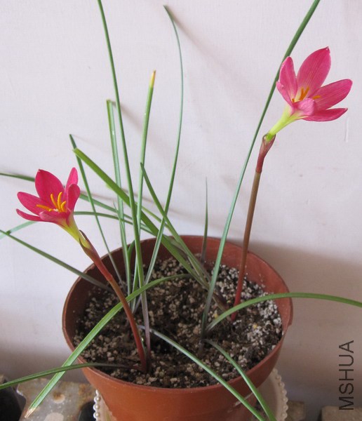 Zephyranthes katherinae 'Jacala Red' 6.jpg
