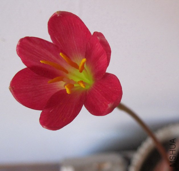 Zephyranthes katherinae 'Jacala Red' 1.jpg
