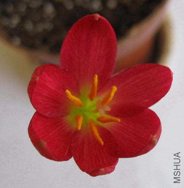 Zephyranthes katherinae 'Jacala Red' 2.jpg