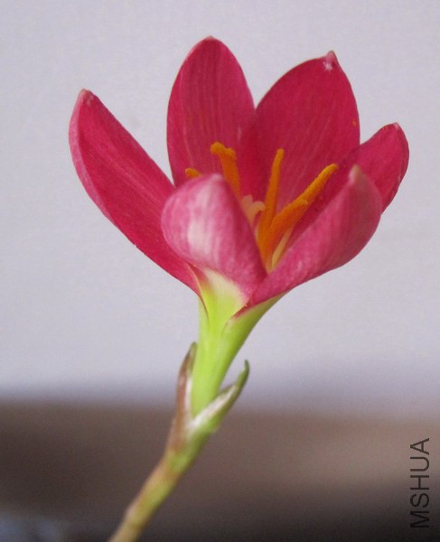 Zephyranthes katherinae 'Jacala Red' 3.jpg