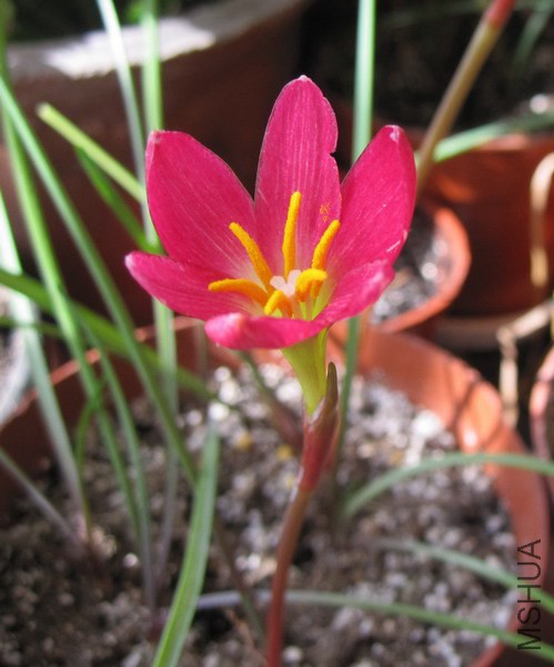 Zephyranthes katherinae 'Jacala Red' 4.jpg