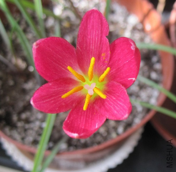 Zephyranthes katherinae 'Jacala Red' 5.jpg
