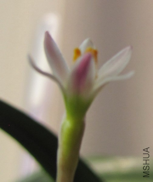 Zephyranthes minima.jpg