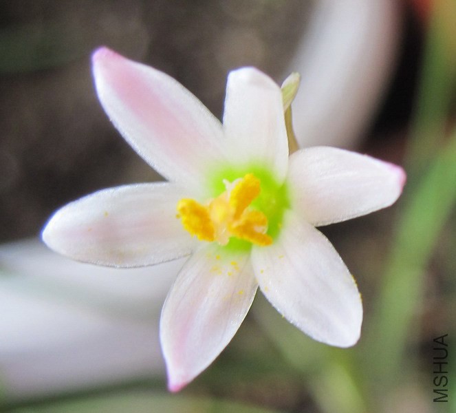 Zephyranthes minima 1.jpg