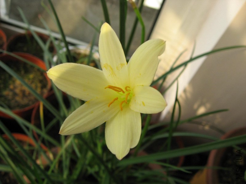Zephyranthes primulina.jpg