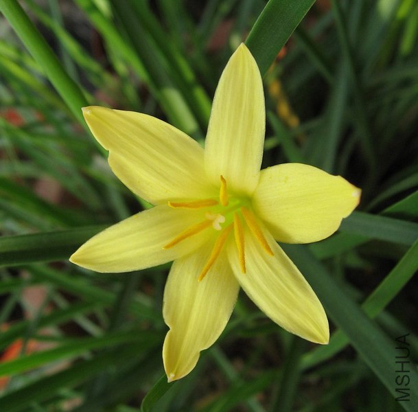 Zephyranthes primulina 2.jpg