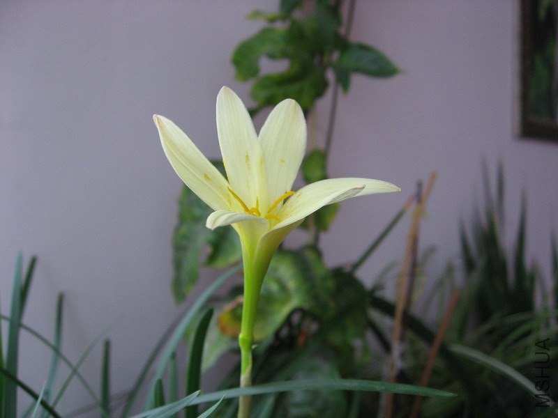 Zephyranthes primulina 1.jpg