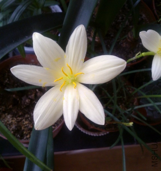 Zephyranthes primulina 7��.jpg