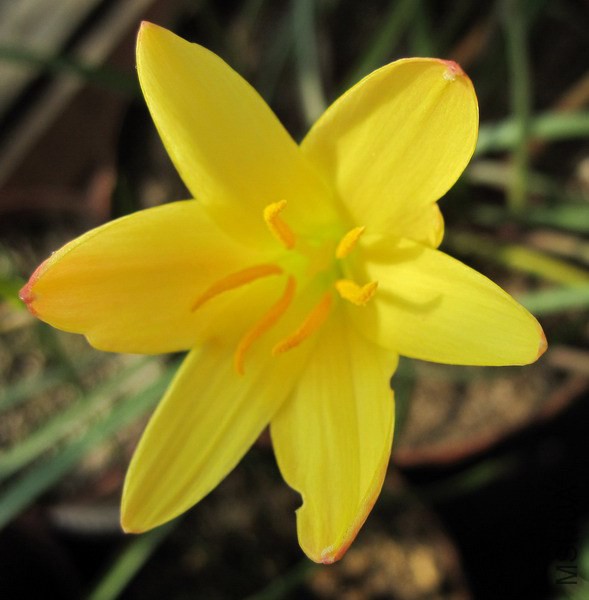 Zephyranthes primulina 3.jpg