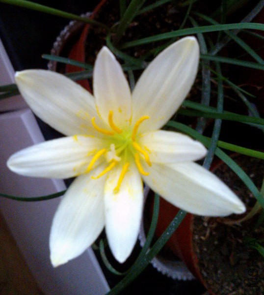 Zephyranthes primulina 8��.jpg
