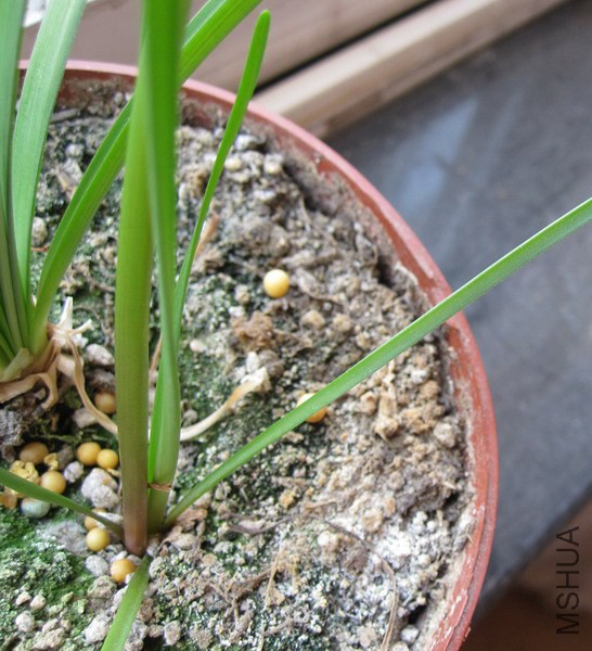 Zephyranthes reginae.jpg