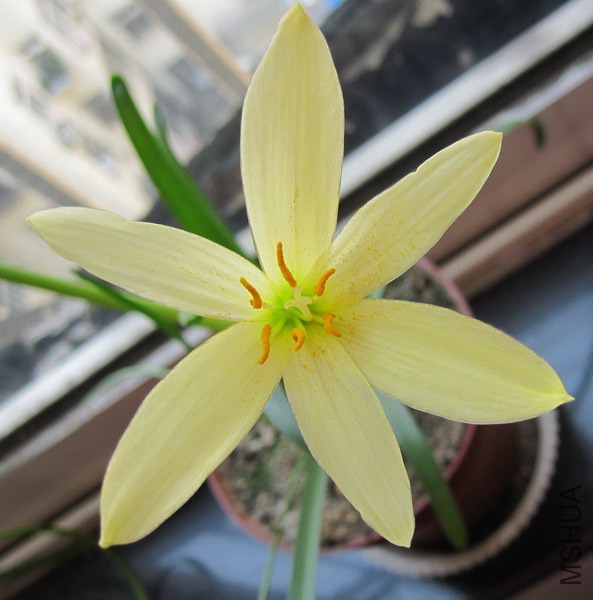 Zephyranthes reginae 2.jpg