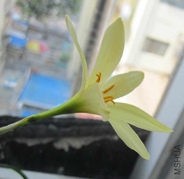 Zephyranthes reginae 1.jpg