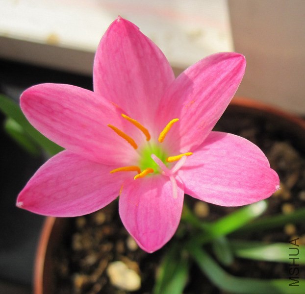 Zephyranthes rosea 3.jpg
