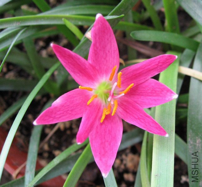 Zephyranthes rosea 2.jpg