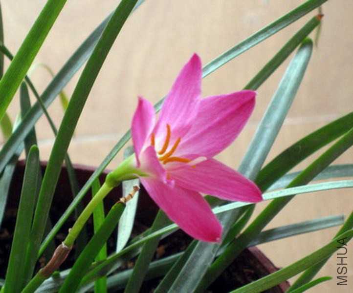 Zephyranthes rosea 1.jpg
