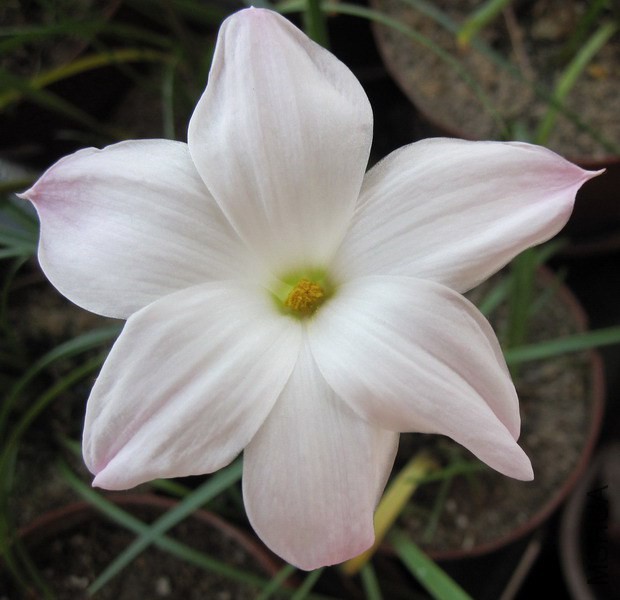 Zephyranthes sp. Labuffarosa 2.jpg