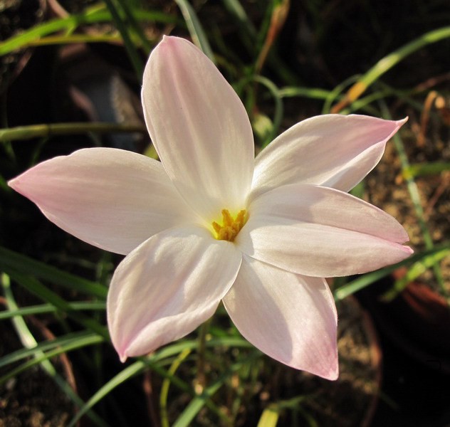 Zephyranthes sp. Labuffarosa 1.jpg