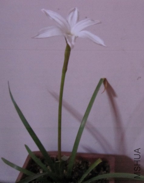 Zephyranthes sp. Labuffarosa (Fragrance)  3.JPG