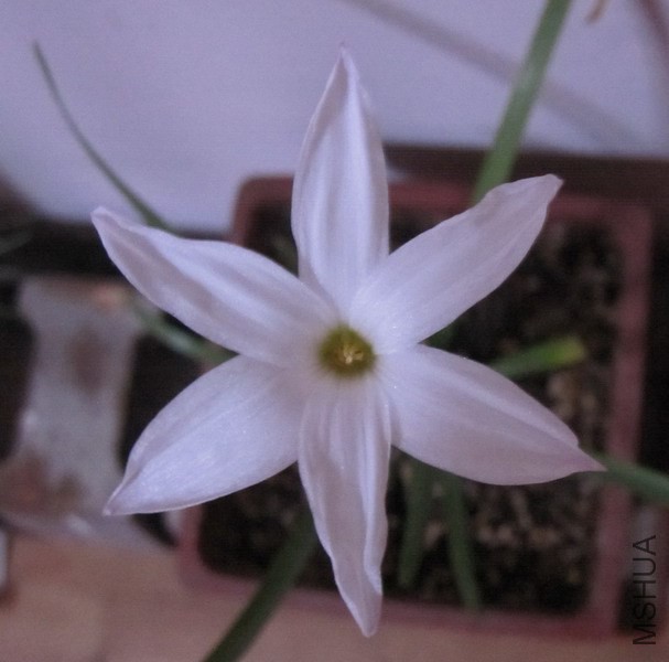 Zephyranthes sp. Labuffarosa (Fragrance) 2.JPG
