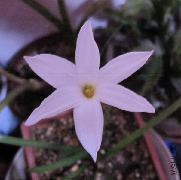 Zephyranthes sp. Labuffarosa (Fragrance)  1.JPG