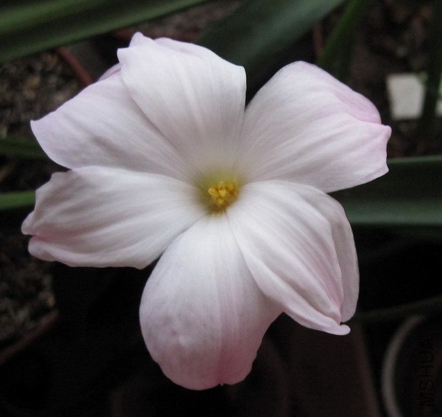 Zephyranthes sp. Labuffarosa 'Big Dude' 1.jpg