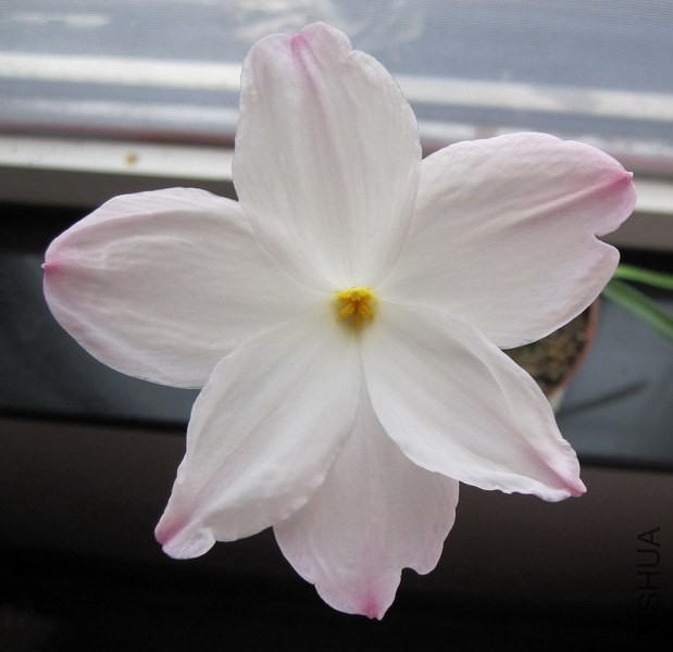 Zephyranthes sp. Labuffarosa 'Big Dude' 3.jpg