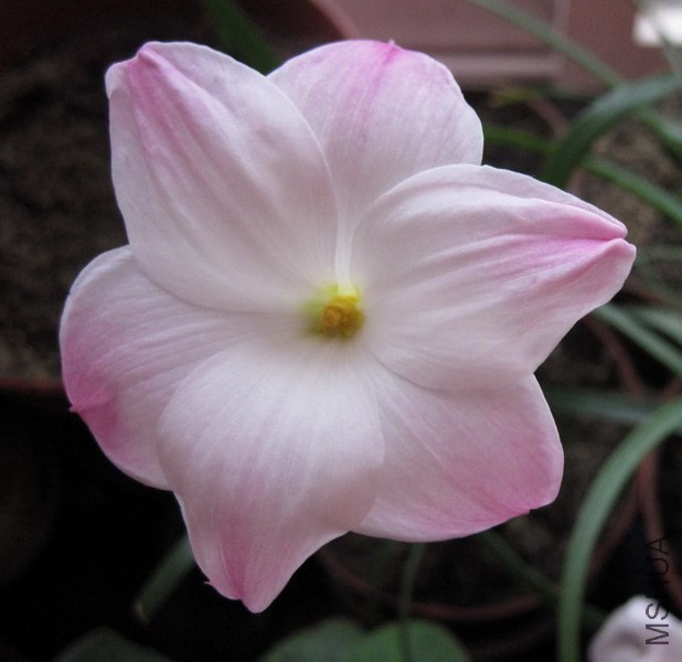 Zephyranthes sp. Labuffarosa 'Lily Pies'.jpg