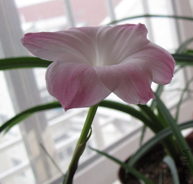 Zephyranthes sp. Labuffarosa 'Lily Pies' 1.jpg