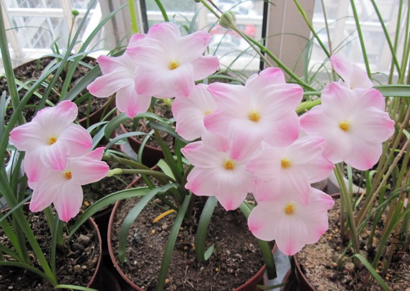 Zephyranthes sp. Labuffarosa 'Lily Pies' 2.jpg