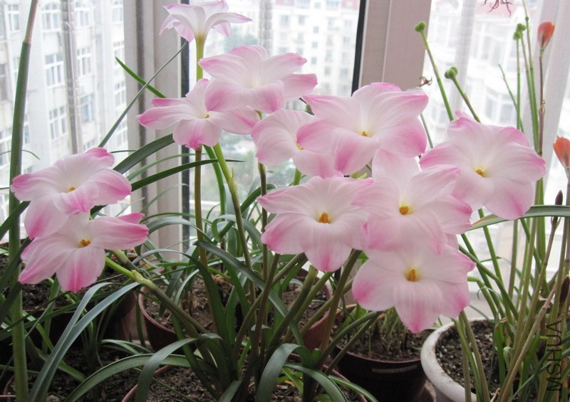 Zephyranthes sp. Labuffarosa 'Lily Pies' 3.jpg