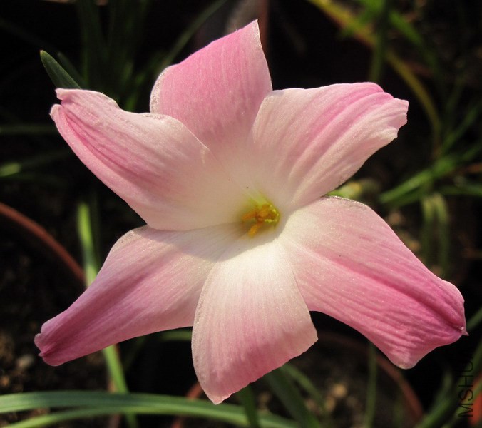 Zephyranthes sp. Labuffarosa 'Pink' hybrids 2.jpg