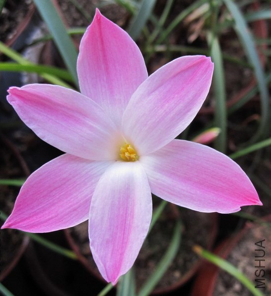 Zephyranthes sp. Labuffarosa 'Pink' hybrids 1.jpg