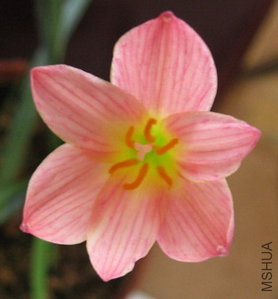 Zephyranthes 'Sunset Seed Strain'.jpg