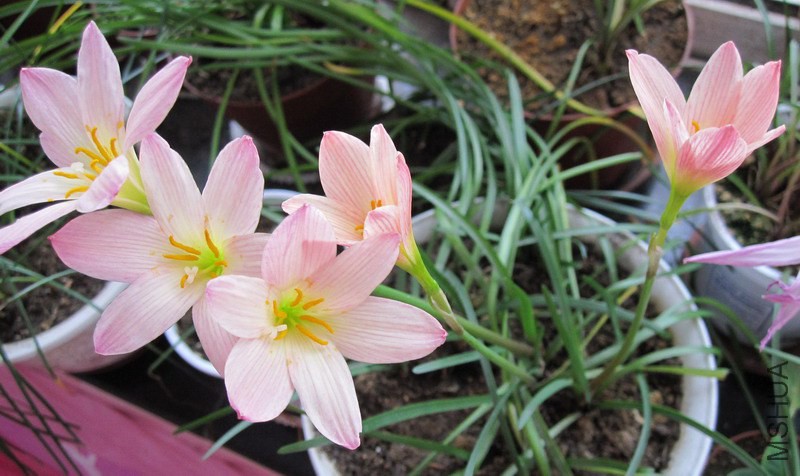 Zephyranthes 'Sunset Seed Strain' 2.jpg