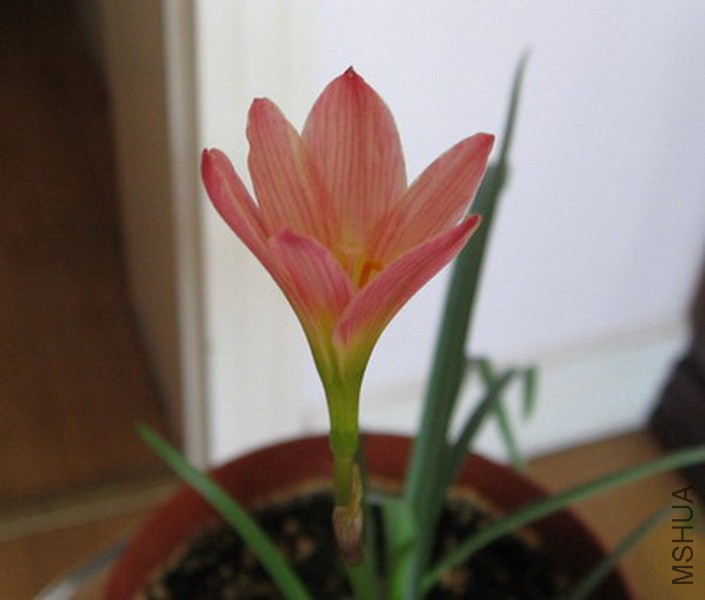 Zephyranthes 'Sunset Seed Strain' 1.jpg