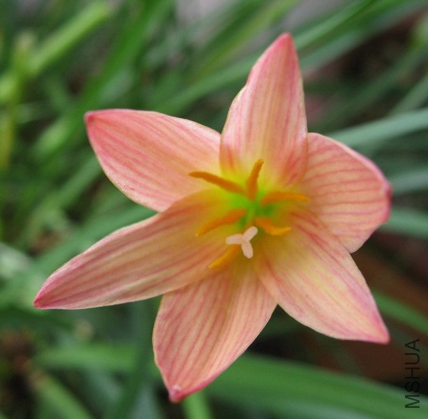 Zephyranthes 'Sunset Seed Strain' A1.jpg