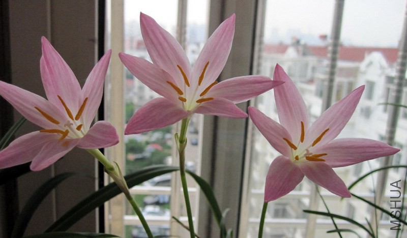 Zephyranthes 'Twinkle' 2.jpg