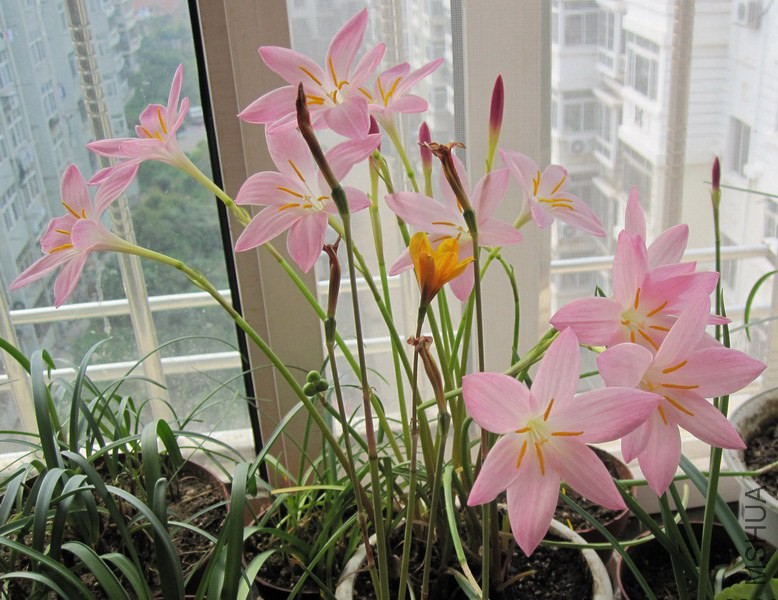 Zephyranthes 'Twinkle' 4.jpg
