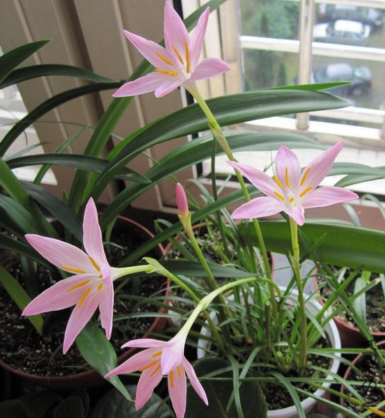 Zephyranthes 'Twinkle' 3.jpg